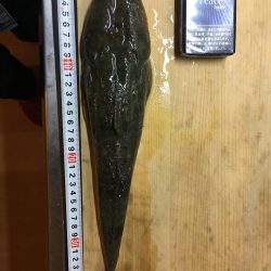 ジグヘッド+アオイソメでマゴチ